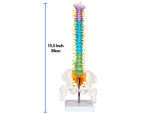 MINI SPINE MODEL