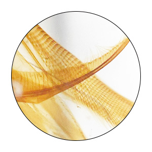 Microscope Slides