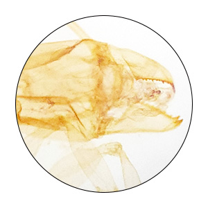 Microscope Slides