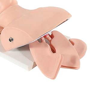 220V Intubation Model