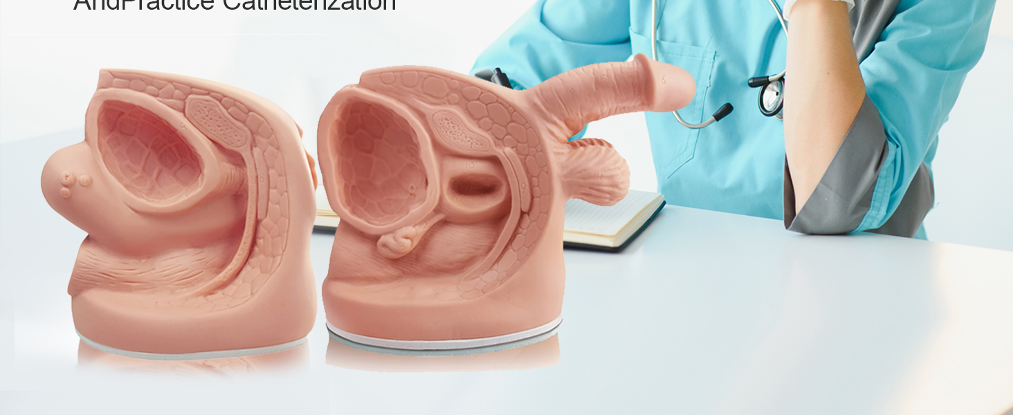 Catheterization Model