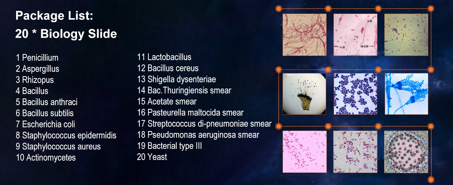 Biology And Pathology Prepared Microbiological Bacterial Specimens