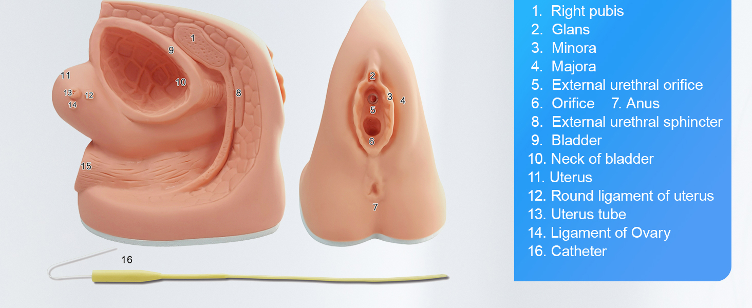 Catheterization Model
