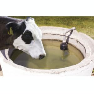 Hudson Valve Cow drinking