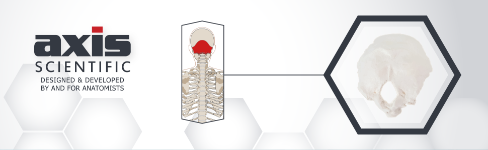 Axis Scientific Occipital Bone