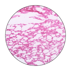 Microscope Slides