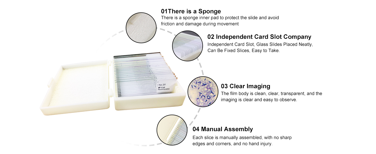 Biology And Pathology Prepared Microbiological Bacterial Specimens