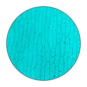 Microscope Slides
