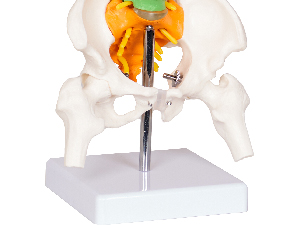 MINI SPINE MODEL