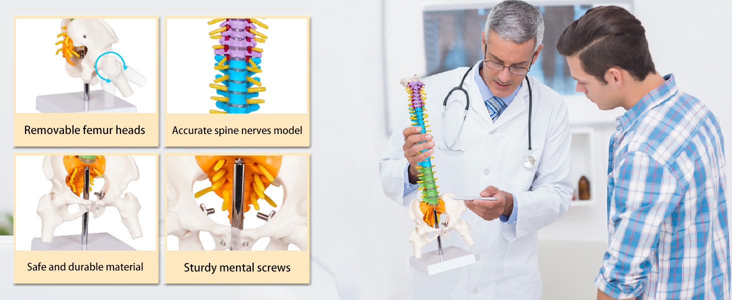 MINI SPINE MODEL