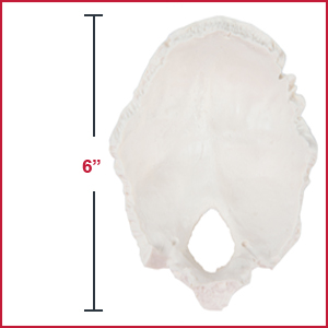 Axis Scientific Occipital Bone