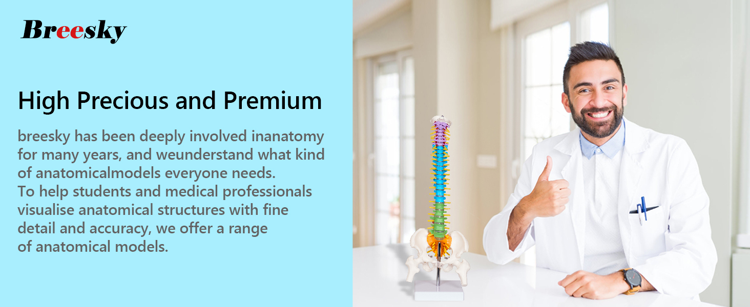 MINI SPINE MODEL