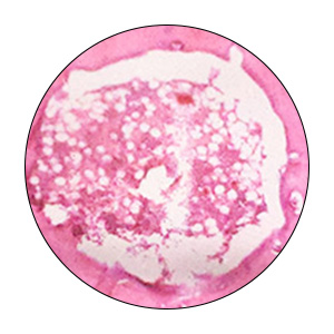 Microscope Slides