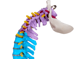 MINI SPINE MODEL