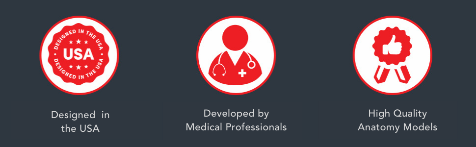 Designed in the USA, Developed by Medical Professionals, High Quality Anatomy Models