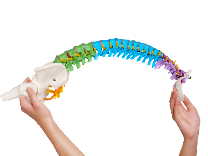 MINI SPINE MODEL