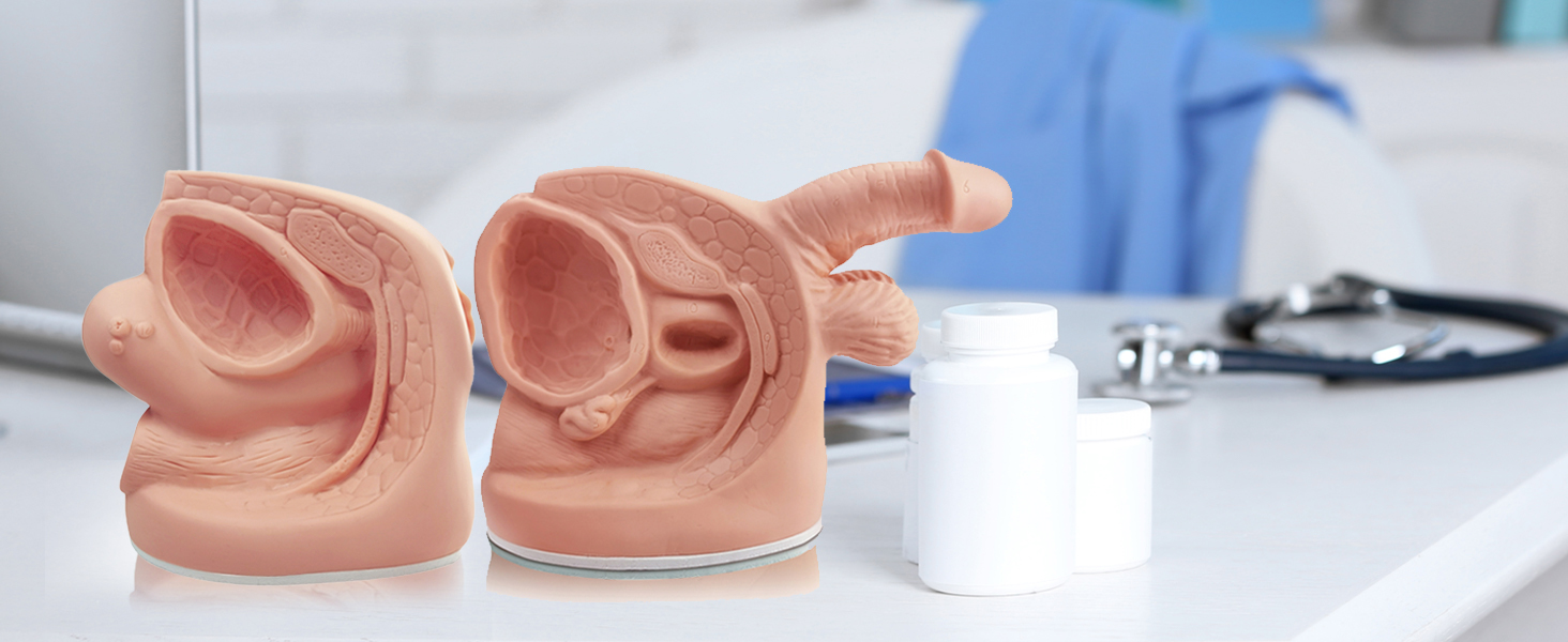 Catheterization Model