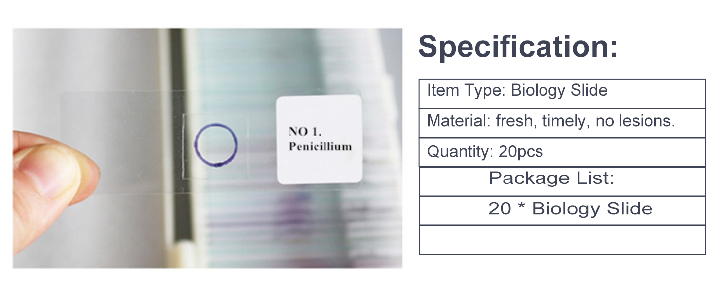 Biology And Pathology Prepared Microbiological Bacterial Specimens