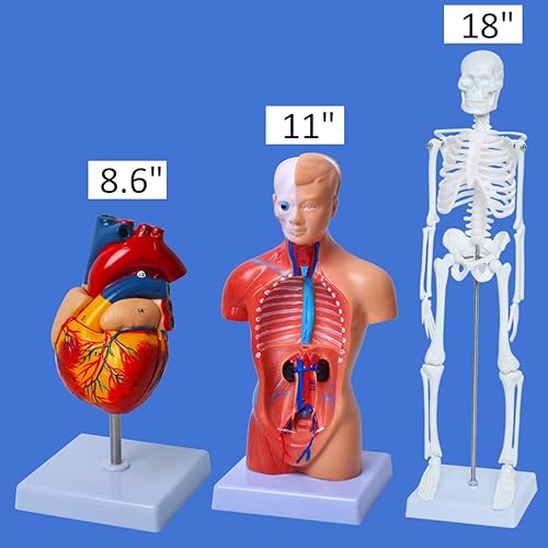 Wadoy Human Anatomy Models Bundle Set, Brain, Human Torso Body, Heart, Skeleton model, Anatomy Models for Physiology Students, Medical Teaching Models for Classroom - Poueer