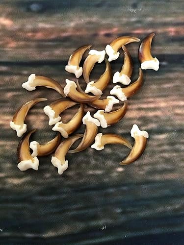 20 Real Blonde Coyote Claws Toes Craft Skull Jewelry Gothic Voodoo Animal Mount - Poueer
