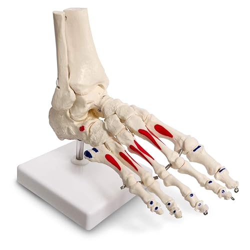 EVOTECH SCIENTIFIC Human Foot and Ankle Model, Life Size W/Muscle Origin & Insertions Painted, Medical Anatomy Foot Skeleton Model W/Tibia Fibula, Right, Fully Articulated - Poueer