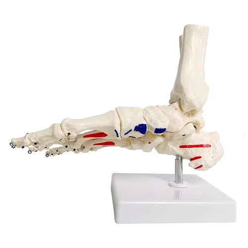 EVOTECH SCIENTIFIC Human Foot and Ankle Model, Life Size W/Muscle Origin & Insertions Painted, Medical Anatomy Foot Skeleton Model W/Tibia Fibula, Right, Fully Articulated - Poueer