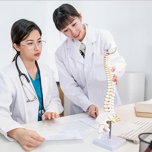 breesky Scientific Mini Spine Model, 15.5’’ Anatomical Spine Model with All Nerves, Human Anatomy Model with Stand for Instruction, Study and Display - Poueer