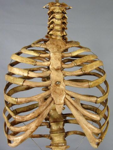 Skeleton Spine and Rib Cage- Life-Size- 2nd Class- Aged Version - Poueer