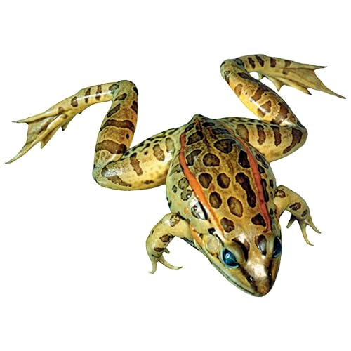 Anatomy Lab Grass Frog Specimen for Dissection, for Biology Classrooms, 3-4 inches Plain Injection, Vacuum Pack of 10 - Poueer