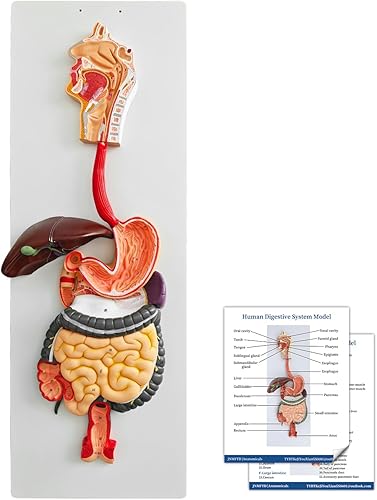 JNMFTD Human Digestive System Anatomy Model,Life Size 2 part Removable Stomach Nasal cavity Pharynx Liver Stomach Rectum Intestine with Product Manual Card Labeled Numbered for Medical Education Study - Poueer