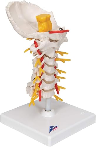 3B Scientific Cervical Spinal Column by 3B Scientific - Poueer