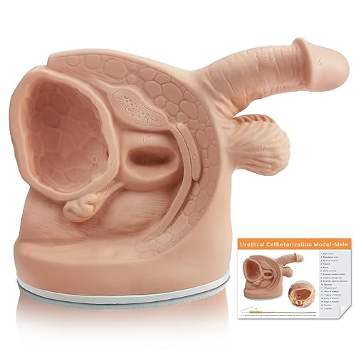 Male Catheterization Model Internal and External Genital Anatomy Model for Clinical Teaching and Medical Education Training Practice, 1 Piece - Poueer