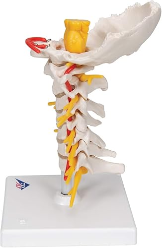 3B Scientific Cervical Spinal Column by 3B Scientific - Poueer