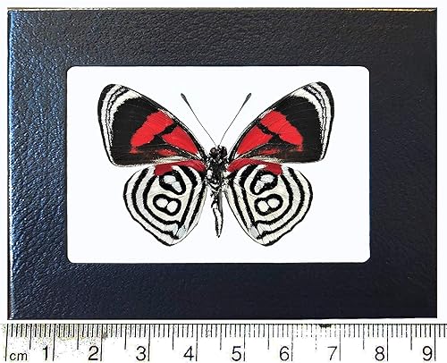 Callicore kolyma Black White red Butterfly Verso Peru Framed - Poueer