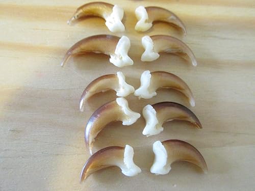 20 Real Blonde Coyote Claws Toes Craft Skull Jewelry Gothic Voodoo Animal Mount - Poueer