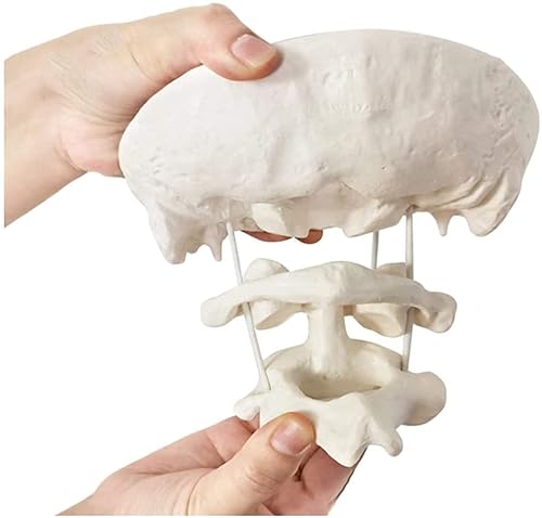 Wellden Anatomical Occipital Bone, Atlas Axis (C1 & C2), W/Base, 1.5X Enlarged, Rotable - Poueer