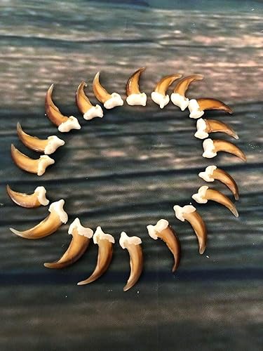 20 Real Blonde Coyote Claws Toes Craft Skull Jewelry Gothic Voodoo Animal Mount - Poueer