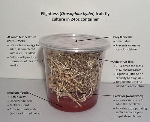 Flightless Fruit Fly (D. hydei) Culture kit - Includes: 1 Complete Culture, 3 containers with lids, 4 oz Dry Medium, Wood Wool, with Directions - Poueer