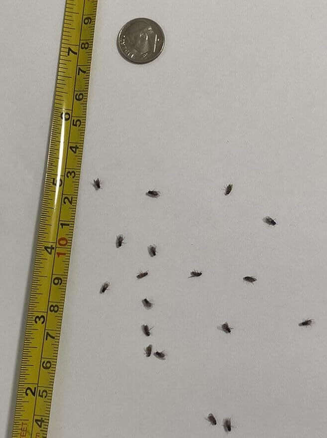 Flightless Fruit Fly (D. hydei) Culture kit - Includes: 1 Complete Culture, 3 containers with lids, 4 oz Dry Medium, Wood Wool, with Directions - Poueer