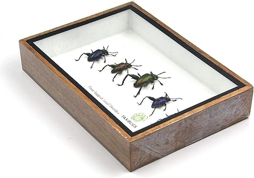 SET 5 REAL FROG LEGGED LEAF BEETLES SAGRA INSECT TAXIDERMY SET IN BOX / 3D WOODEN FRAME (Wooden Box) - Poueer