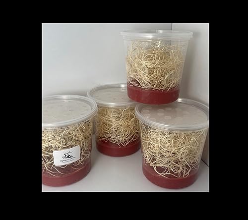 Flightless Fruit Fly (D. hydei) Culture kit - Includes: 1 Complete Culture, 3 containers with lids, 4 oz Dry Medium, Wood Wool, with Directions - Poueer