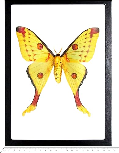 BicBugs Argema mittrei FEMALE green yellow comet saturn moth Madagascar FRAMED - Poueer