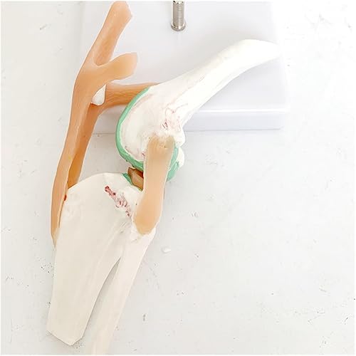 Dog Knee Joint and Ligament Function Skeleton Model, Canine Anatomical Model Medical Science Gift - Poueer