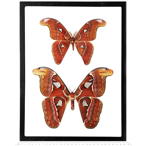 Attacus Atlas Male + Female Pair Framed Snake Mimic Saturn Moths Indonesia - Poueer