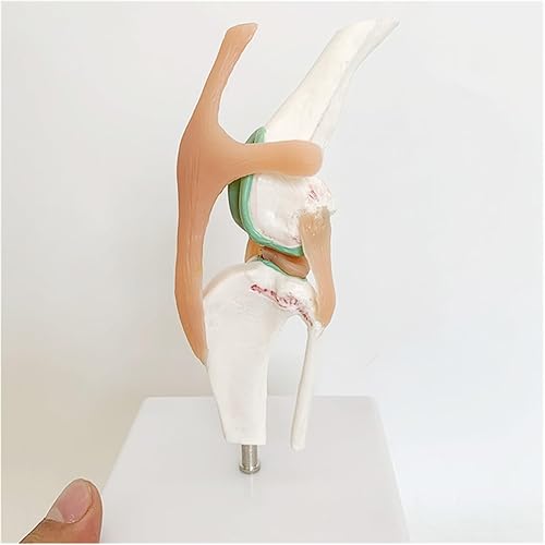Dog Knee Joint and Ligament Function Skeleton Model, Canine Anatomical Model Medical Science Gift - Poueer