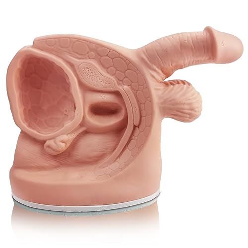 Male Catheterization Model Internal and External Genital Anatomy Model for Clinical Teaching and Medical Education Training Practice, 1 Piece - Poueer