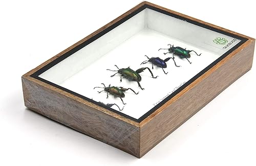 SET 5 REAL FROG LEGGED LEAF BEETLES SAGRA INSECT TAXIDERMY SET IN BOX / 3D WOODEN FRAME (Wooden Box) - Poueer