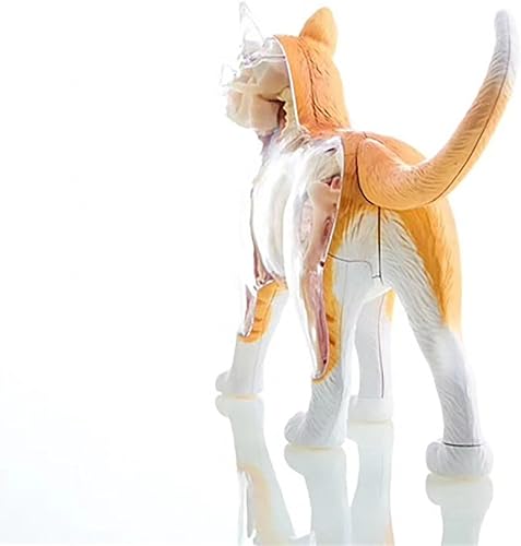 4D Dog Anatomy Model,Cat/Horse/Cow/Pig/AnimalCanine Skeleton, Animal Skeleton Specimen, Detachable Biology, Pet Clinic Veterinary TrainingSchool Teaching Tool,J - Poueer