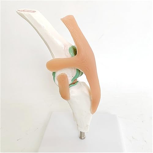 Dog Knee Joint and Ligament Function Skeleton Model, Canine Anatomical Model Medical Science Gift - Poueer