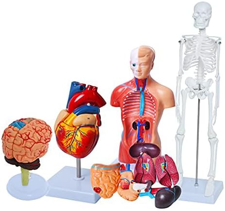 Wadoy Human Anatomy Models Bundle Set, Brain, Human Torso Body, Heart, Skeleton model, Anatomy Models for Physiology Students, Medical Teaching Models for Classroom - Poueer